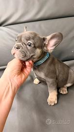 Bulldog francese maschietti