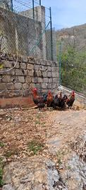 Galli Marans
