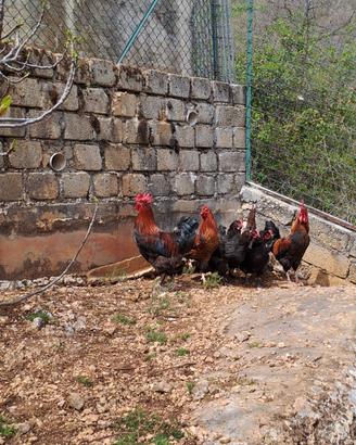 Galli Marans