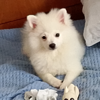 Per amanti di animali