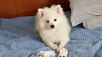 Per amanti di animali