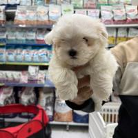 Cuccioli di maltesi