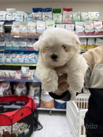 Cuccioli di maltesi