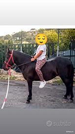 Cavallina