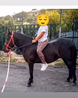Cavallina