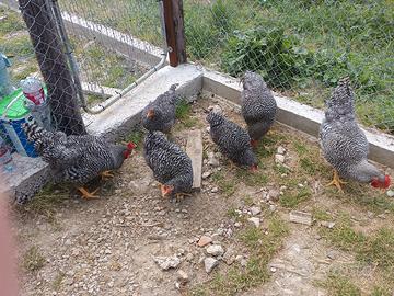 Coppie amrock 5 mesi e mezzo affaree