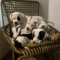 Cuccioli di American Bulldog