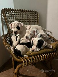 Cuccioli di American Bulldog