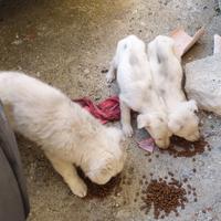 Cuccioli da adottare