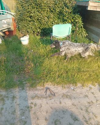 Setter inglese