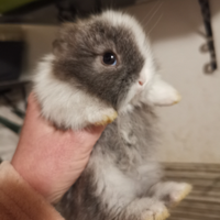 Conigli Testa di leone mini mini