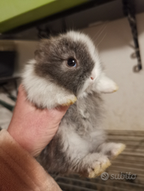 Conigli Testa di leone mini mini