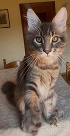 Cuccioli Maine Coon con pedigree