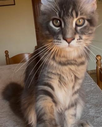 Cuccioli Maine Coon con pedigree