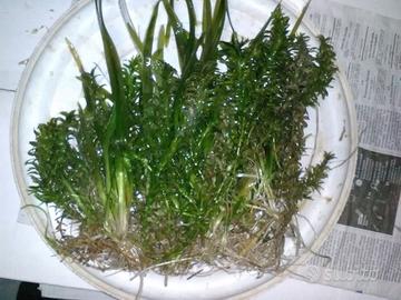 Piante per acquari-laghetti Vallisneria e Gigantea