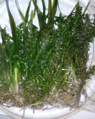 Piante per acquari-laghetti Vallisneria e Gigantea