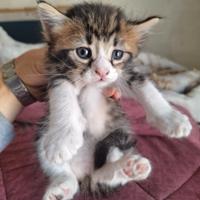 2 GATTINI 1 a PELO CORTO E 1 a PELO LUNGO