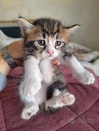 2 GATTINI 1 a PELO CORTO E 1 a PELO LUNGO