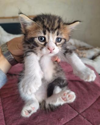 2 GATTINI 1 a PELO CORTO E 1 a PELO LUNGO