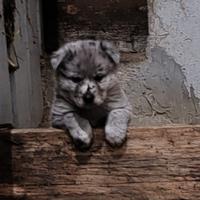 Cuccioli di Pastore Maremmano e Pastore Apuano