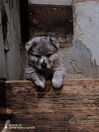 Cuccioli di Pastore Maremmano e Pastore Apuano