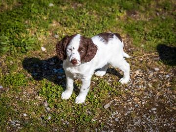 Cuccioli cocker chocolate due mesi
