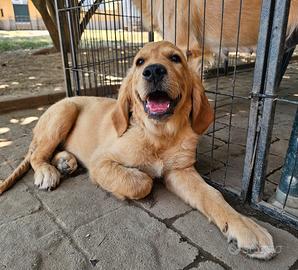 Cuccioli Golden Retriever