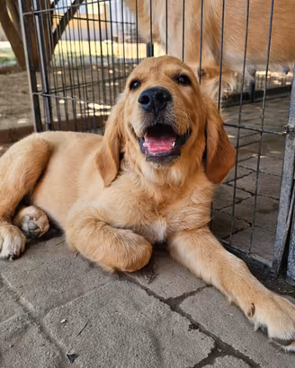 Cuccioli Golden Retriever