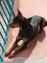 Maschio 4 anni