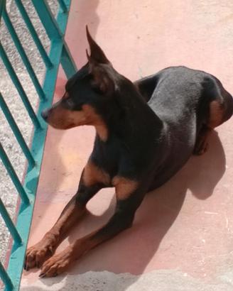 Maschio 4 anni