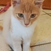 Due dolci gattini in adozione - preaffido obbligat