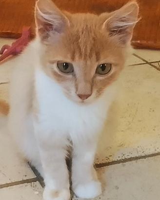 Due dolci gattini in adozione - preaffido obbligat