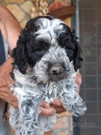 Lagotto romagnolo