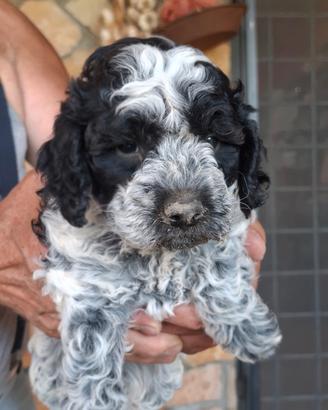Lagotto romagnolo