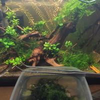 Muschio piangente (weeping Moss)