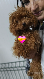 Barboncina Minitoy/teacup