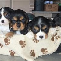 Cuccioli di Cavalier King