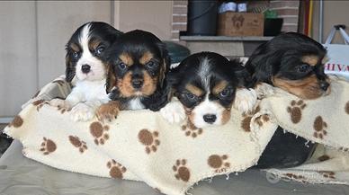 Cuccioli di Cavalier King