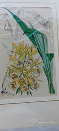 6 stampe antiche originali di botanica 