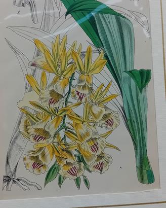6 stampe antiche originali di botanica 