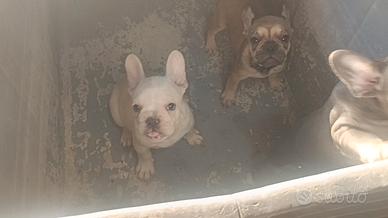 Cuccioli bd francese