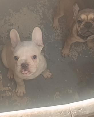 Cuccioli bd francese