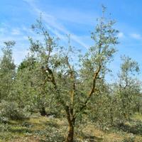 Potatura olivi