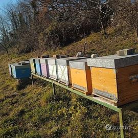 Nuclei e famiglie di api