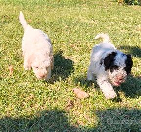 Lagotto Romagnolo