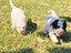 Immagine 1