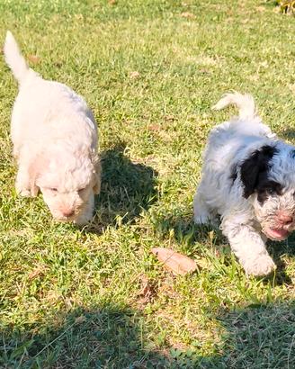 Lagotto Romagnolo