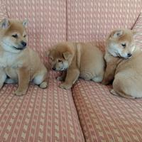 SHIBA INU cucciola pedigree ENCI