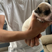 Cuccioli amstaff solo recupero spese