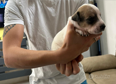 Cuccioli amstaff solo recupero spese